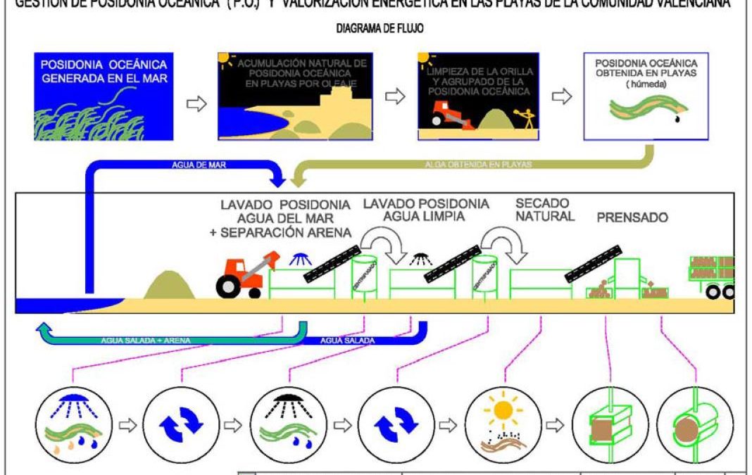 Nuevo sistema de limpieza de algas en playas desarrollado por la Universidad de Alicante