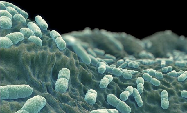 listeria en biofilms