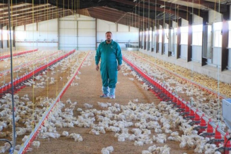 limpieza granjas de pollos
