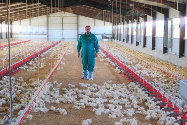limpieza granjas de pollos