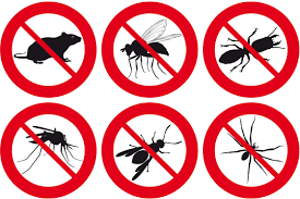 Plaga de cucarachas en Madrid por las altas temperaturas de Otoño