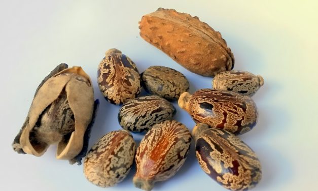 Ricinoleato de Zinc, el mejor neutralizador de olores