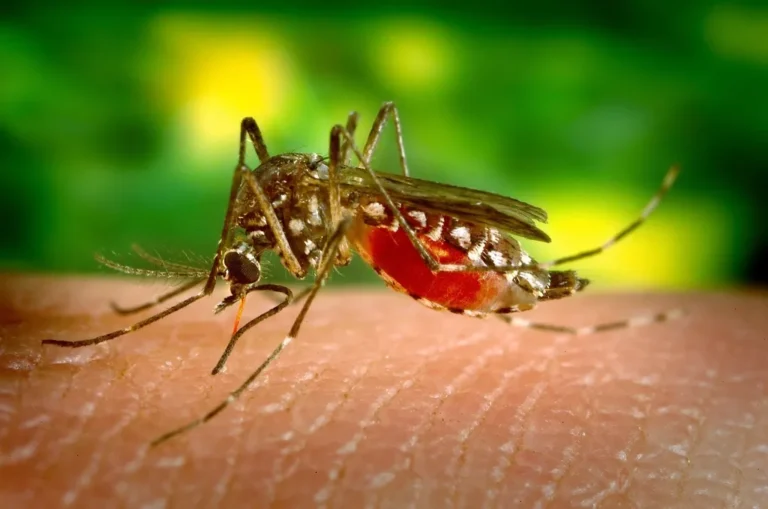Mosquito posado sobre la piel