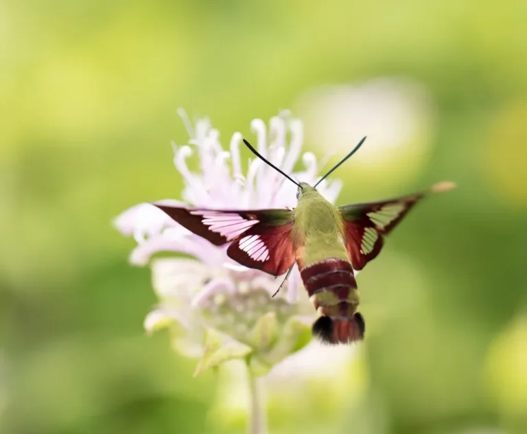 Polilla sobre una flor
