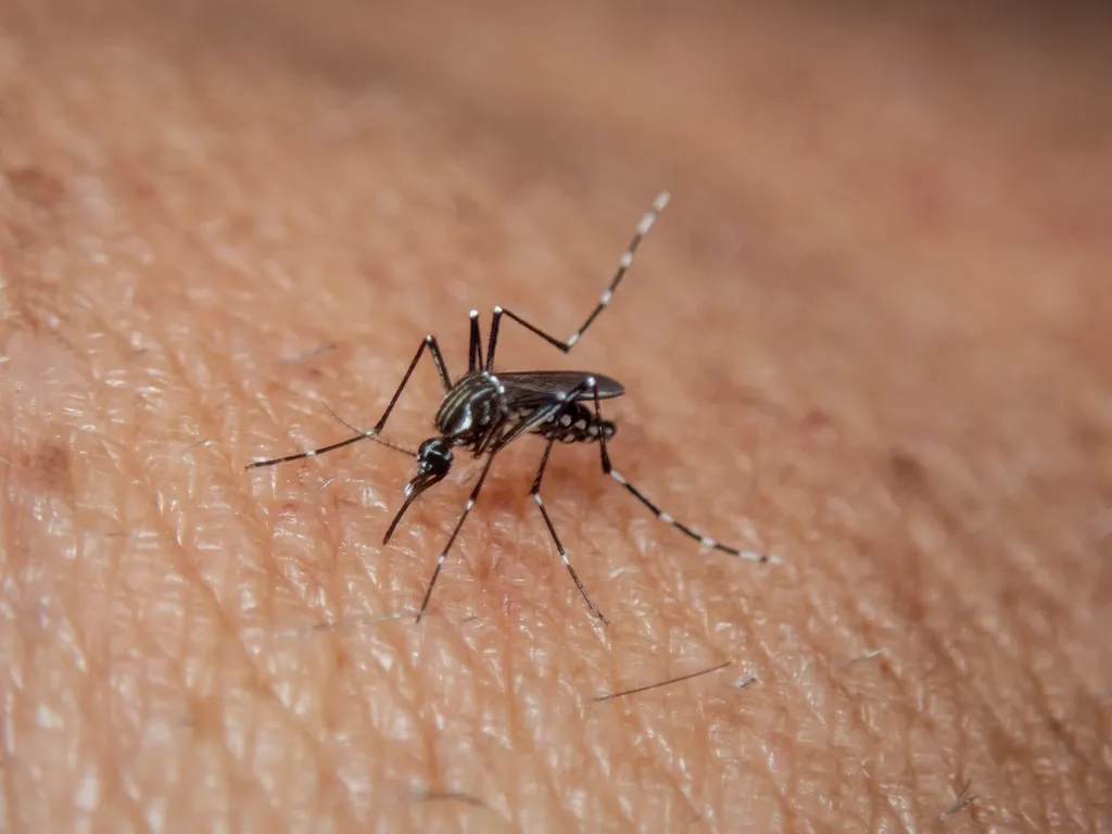Mosquito posado sobre la piel