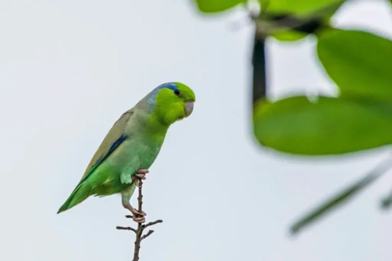 Cotorra verde posada en una rama