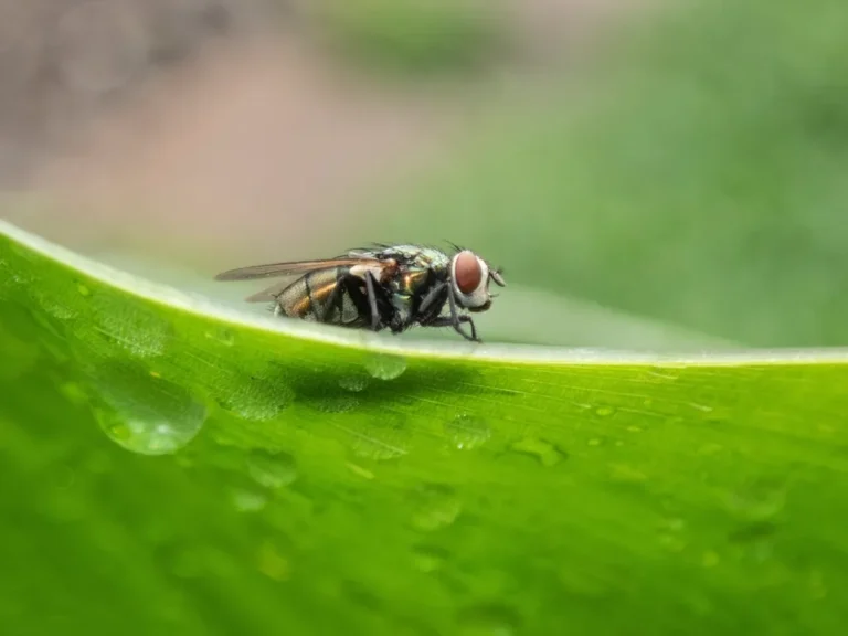 Mosca posada sobre una hoja