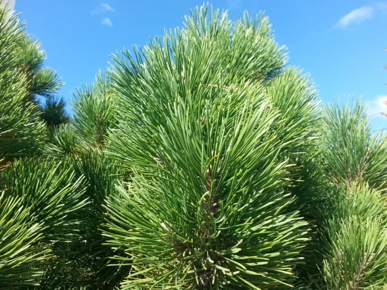Ramas de pino