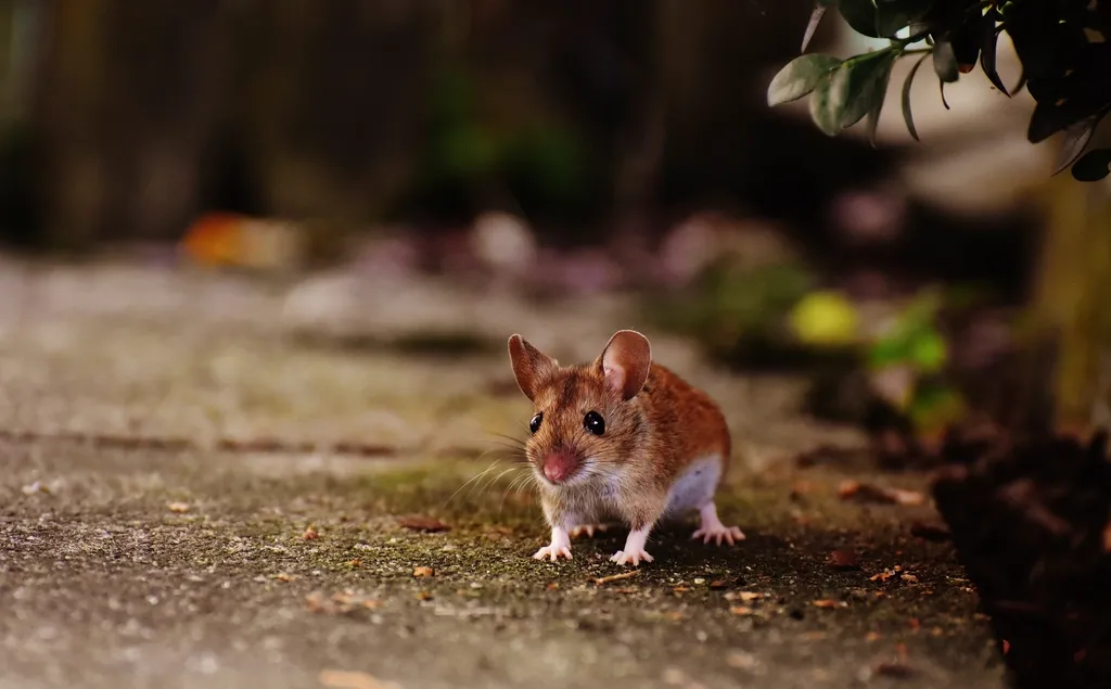 Ratón en el suelo
