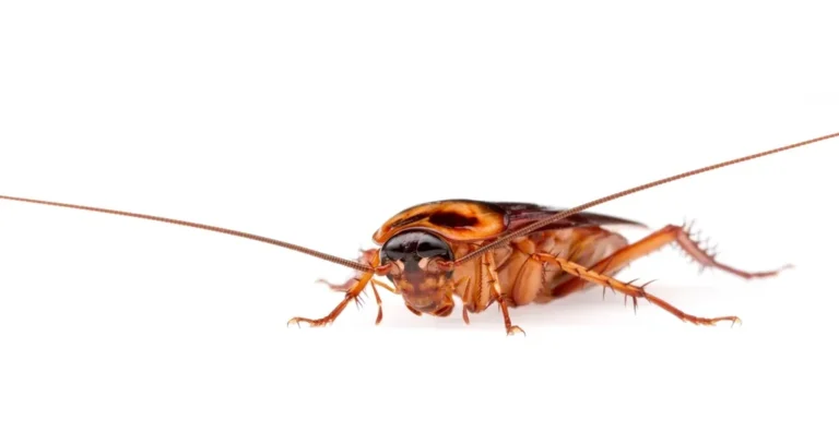 Cucaracha americana sobre fondo blanco