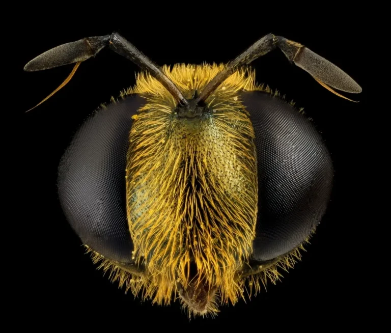 Mosca en primer plano