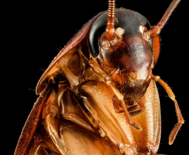Cucaracha en primer plano