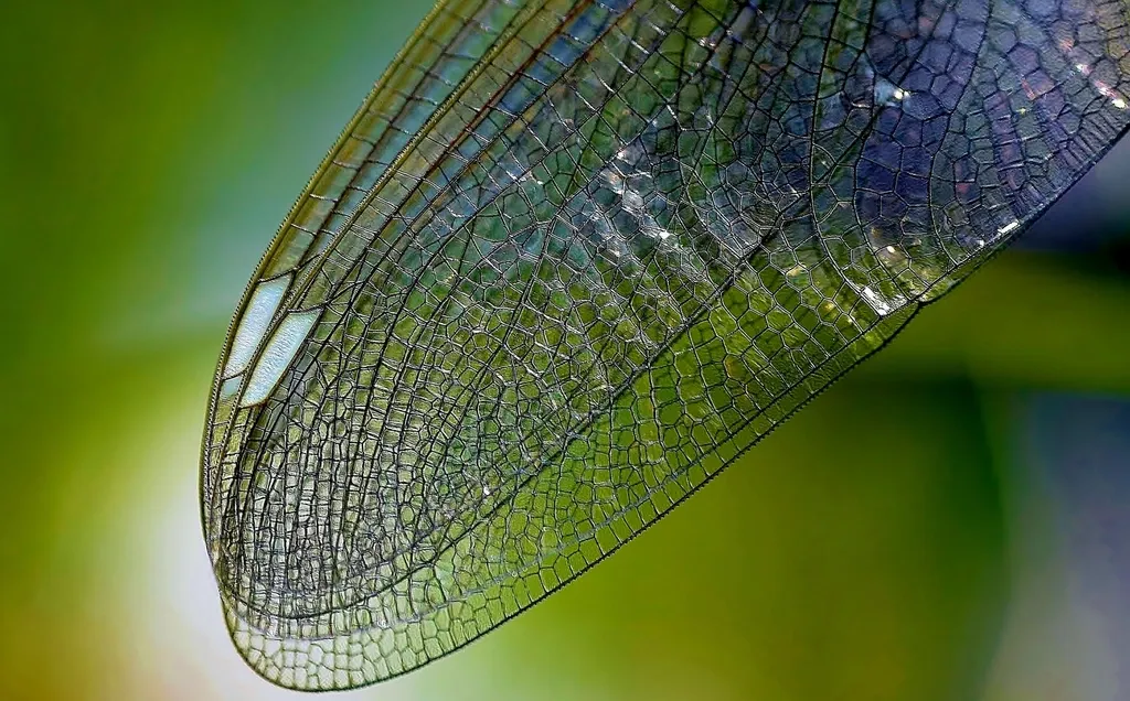 Ala de insecto en primer plano