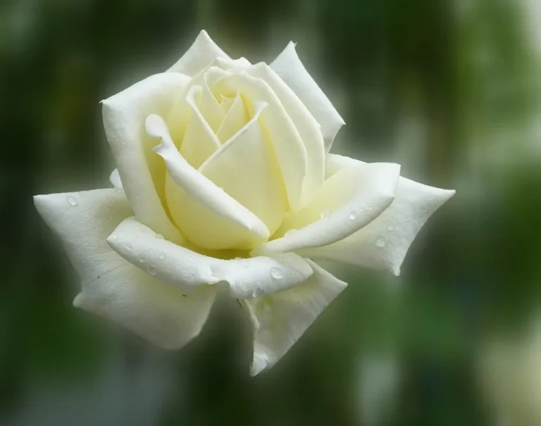 Rosa blanca