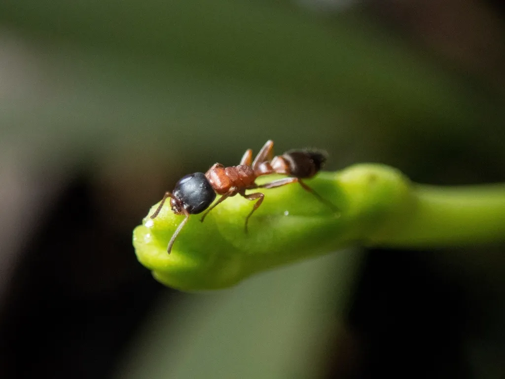 Hormiga roja sobre una hoja