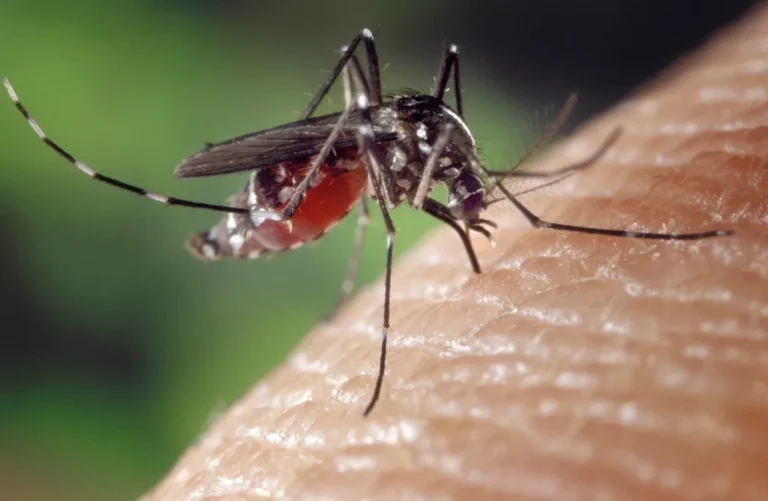Mosquito sobre la piel