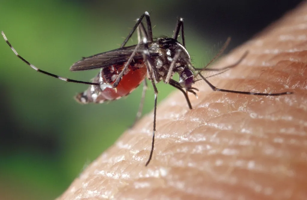 Mosquito sobre la piel