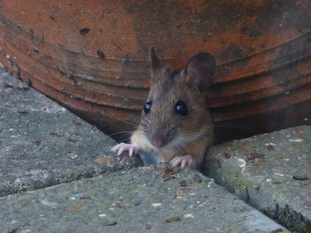 Ratón junto a una pared