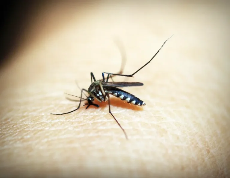 Mosquito sobre la piel