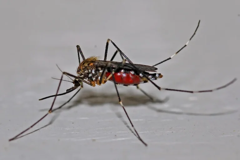 Mosquito en primer plano