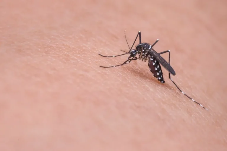 Mosquito posado sobre la piel