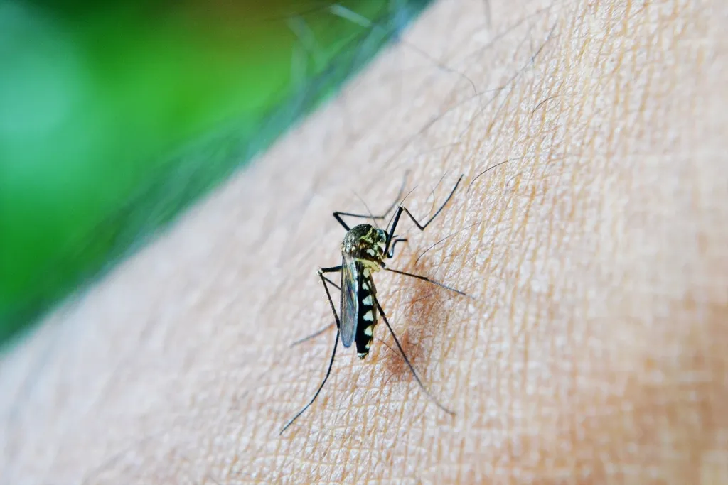 Mosquito en primer plano sobre la piel