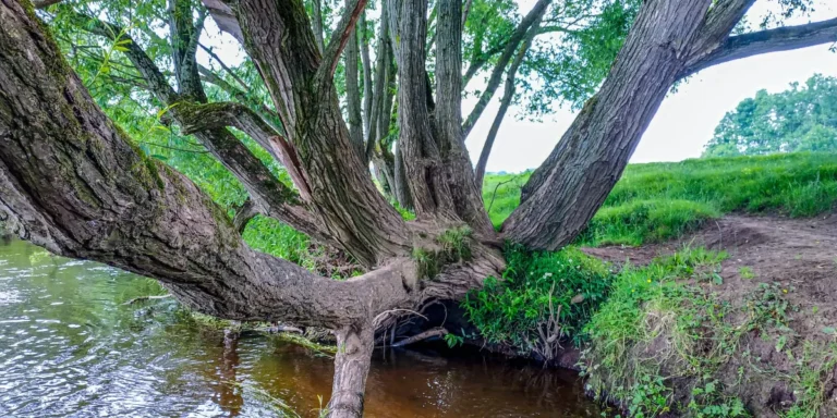 Árbol en la orilla de un río