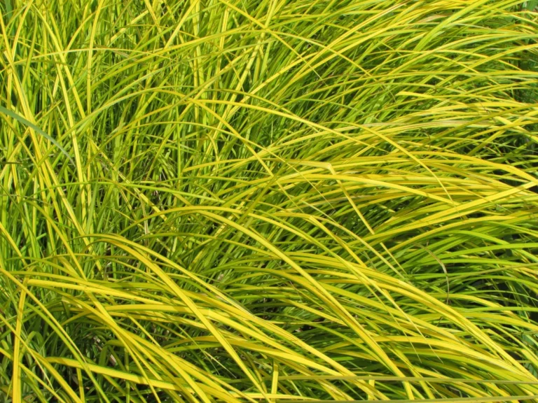 Hierba alta en el campo