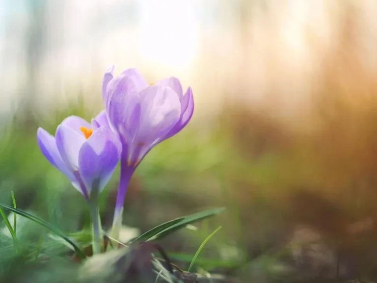 Flores de color morado