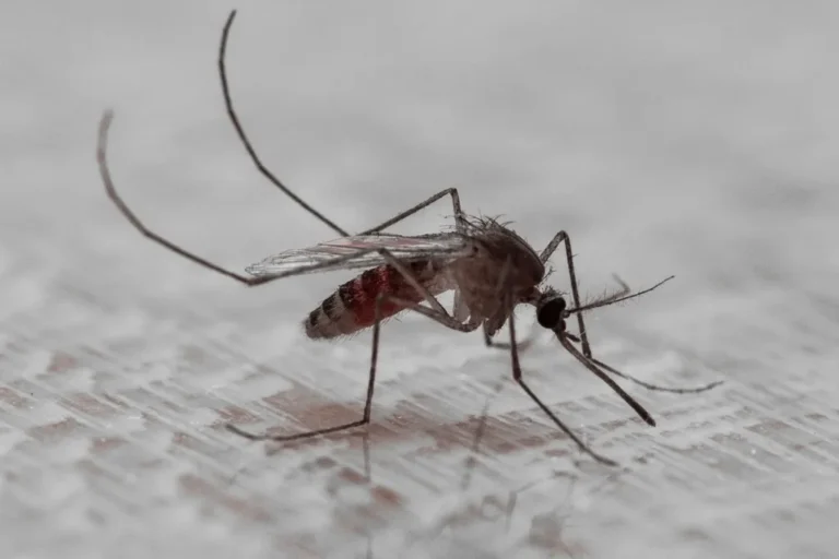 Mosquito posado sobre una superficie, en primer plano