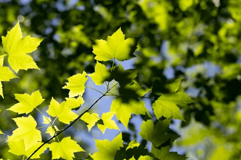 Hojas verdes de un árbol iluminadas por el sol
